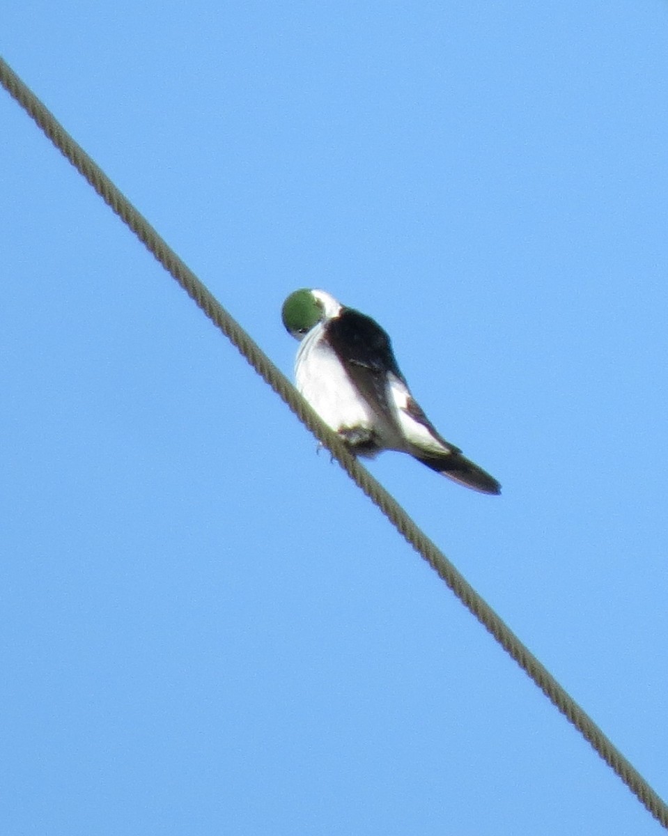 Violet-green Swallow - ML65471111