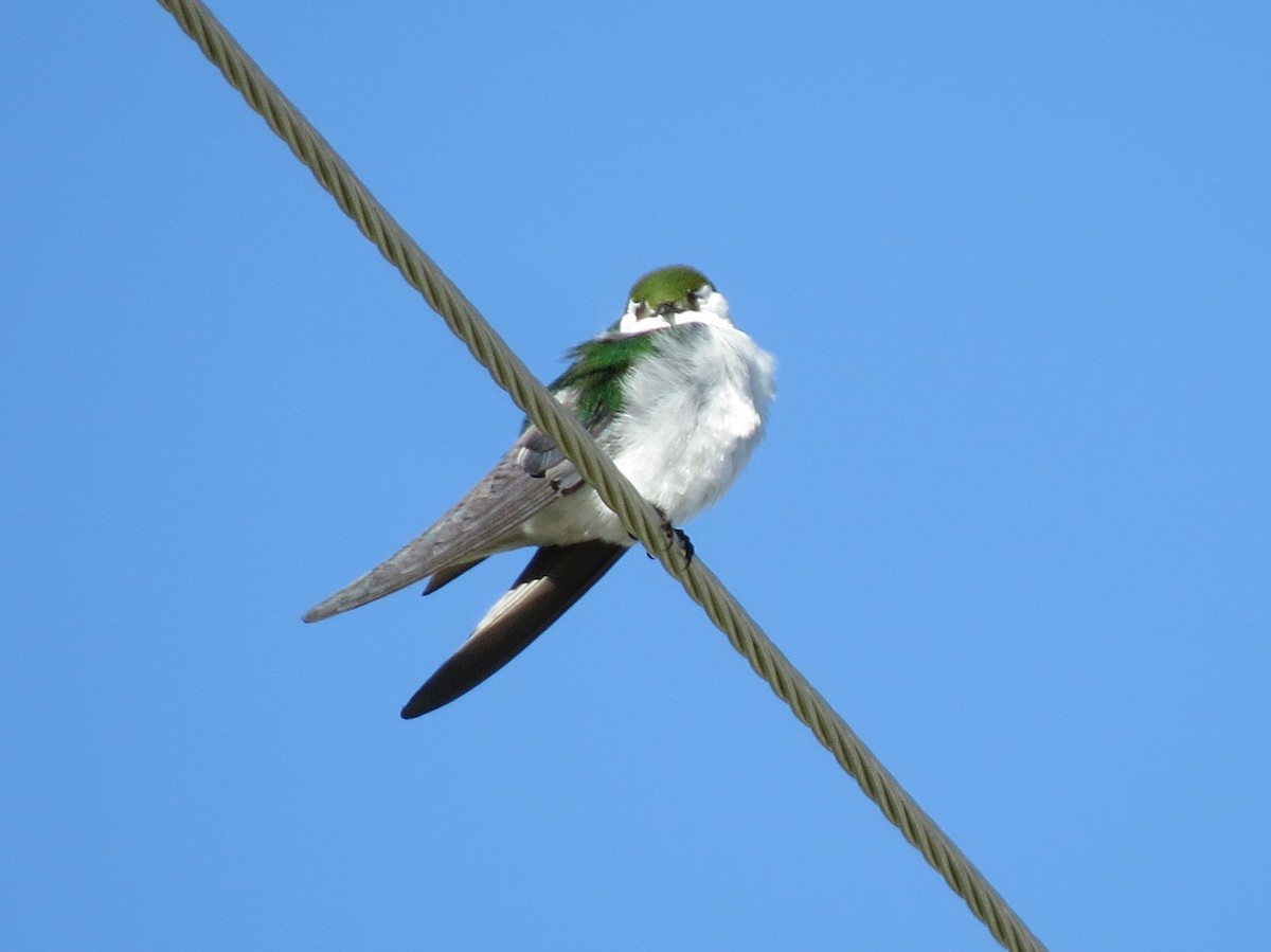 Violet-green Swallow - Marya Moosman