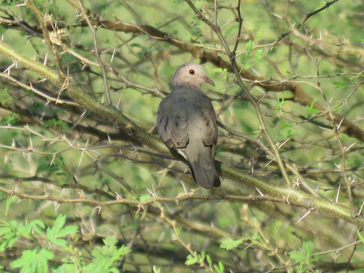 Plain-breasted Ground Dove - ML65472211