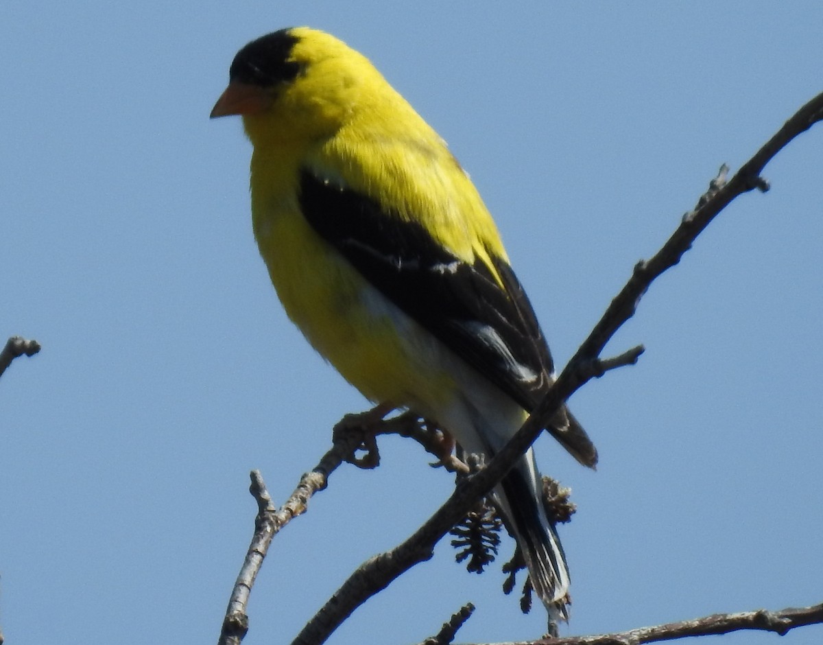 American Goldfinch - Shane Sater