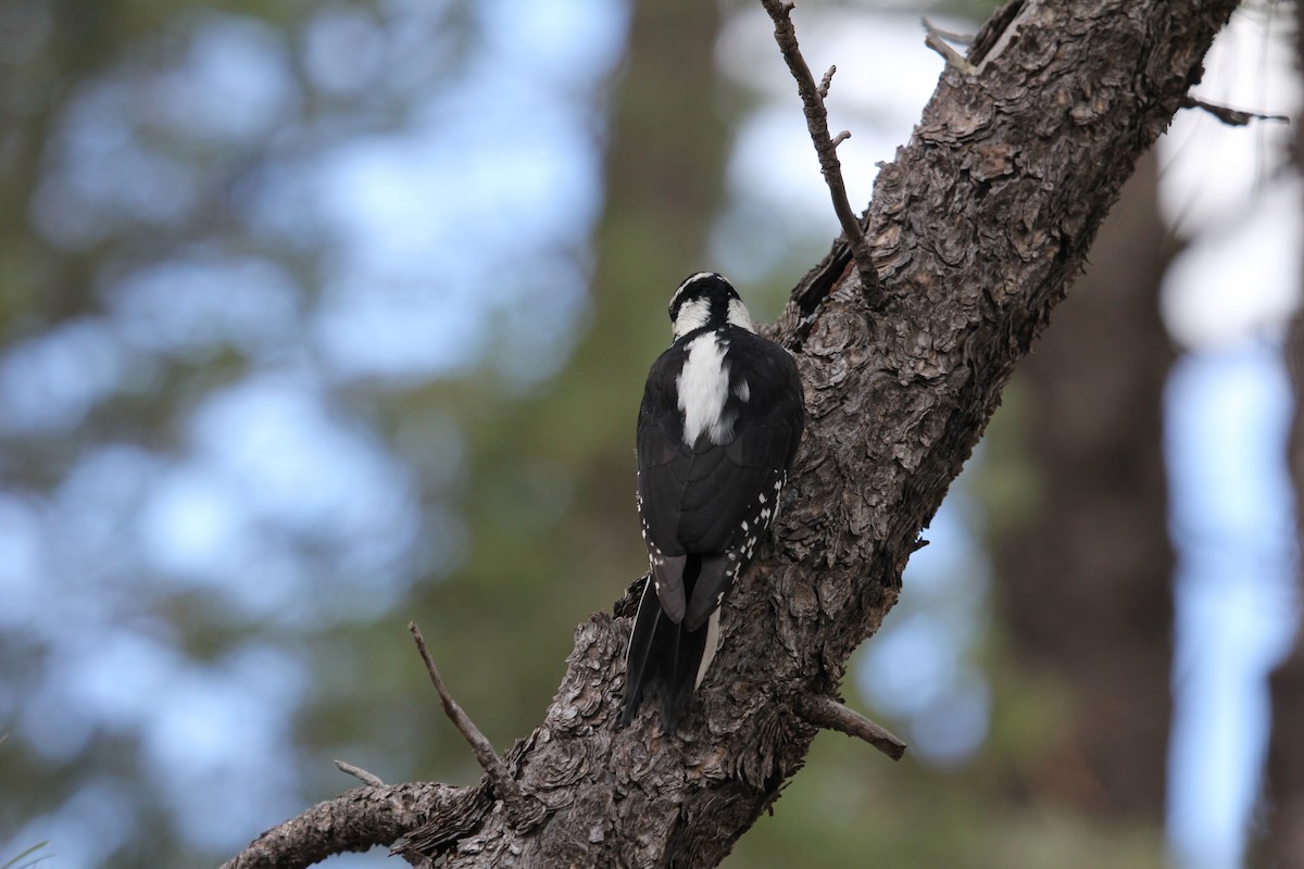 Hairy Woodpecker - ML65476061