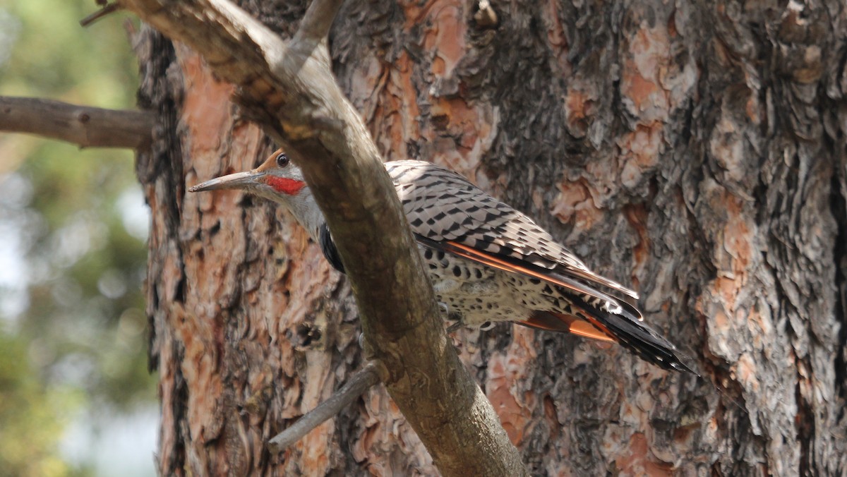 Northern Flicker (Red-shafted) - ML65476451