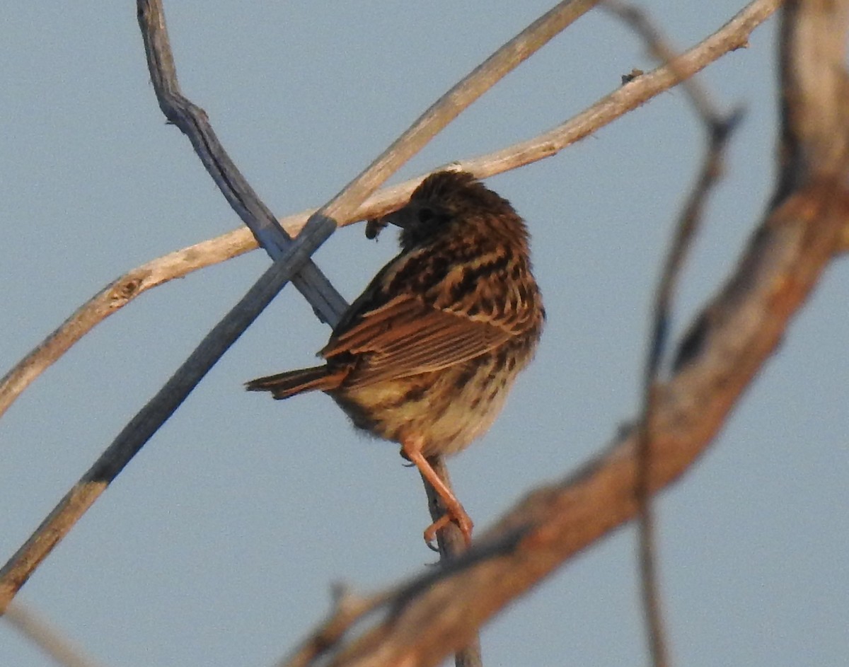 Savannah Sparrow - ML65476701