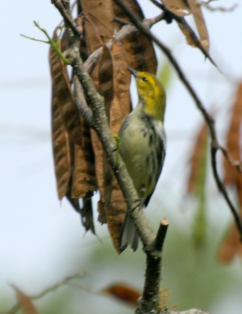 Black-throated Green Warbler - ML65476721