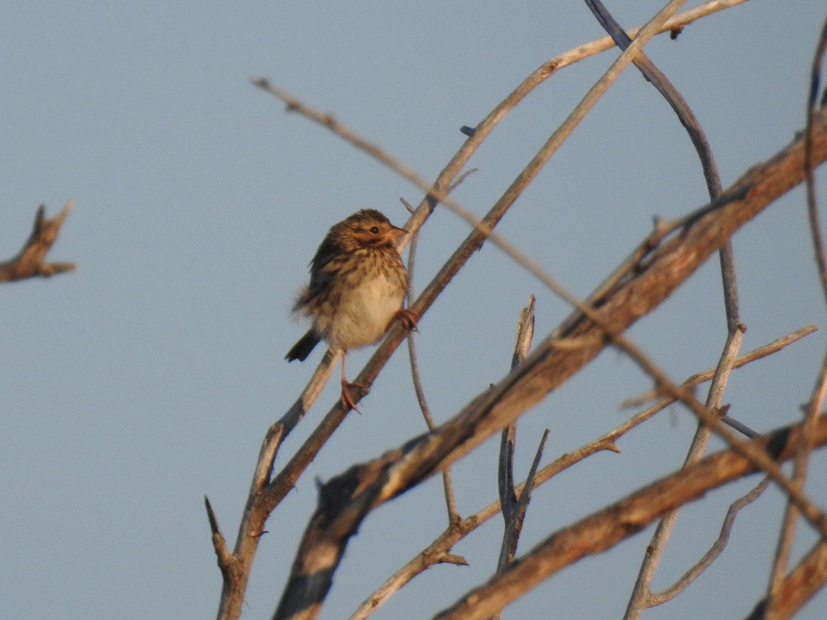 Savannah Sparrow - ML65476761