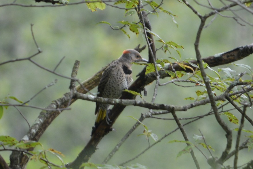Northern Flicker (Yellow-shafted) - ML65477611