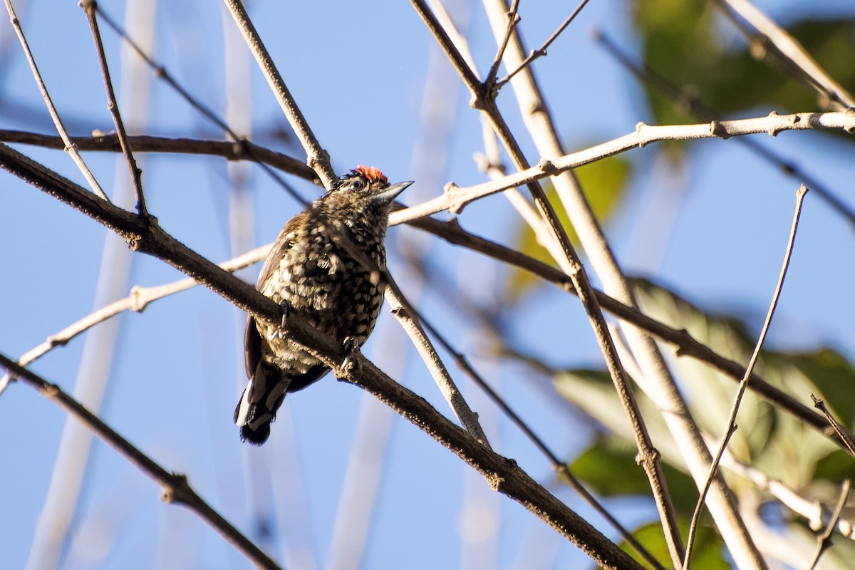 White-wedged Piculet - ML65477641