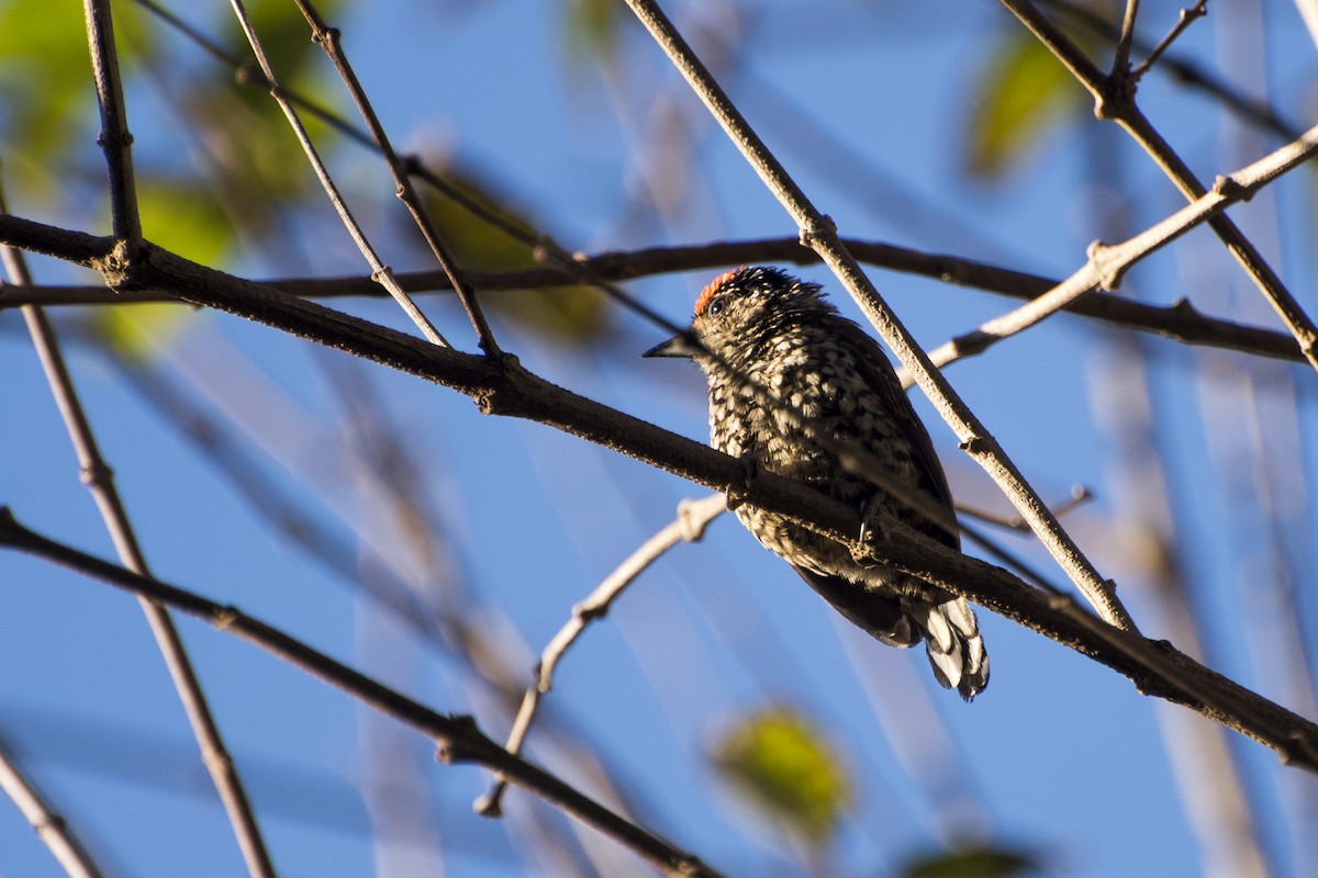 White-wedged Piculet - ML65477661