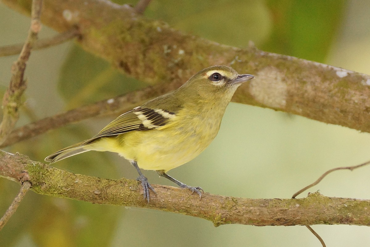 Yellow-winged Vireo - Réal Boulet 🦆