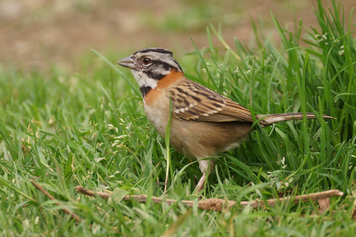 Rufous-collared Sparrow - ML65479001