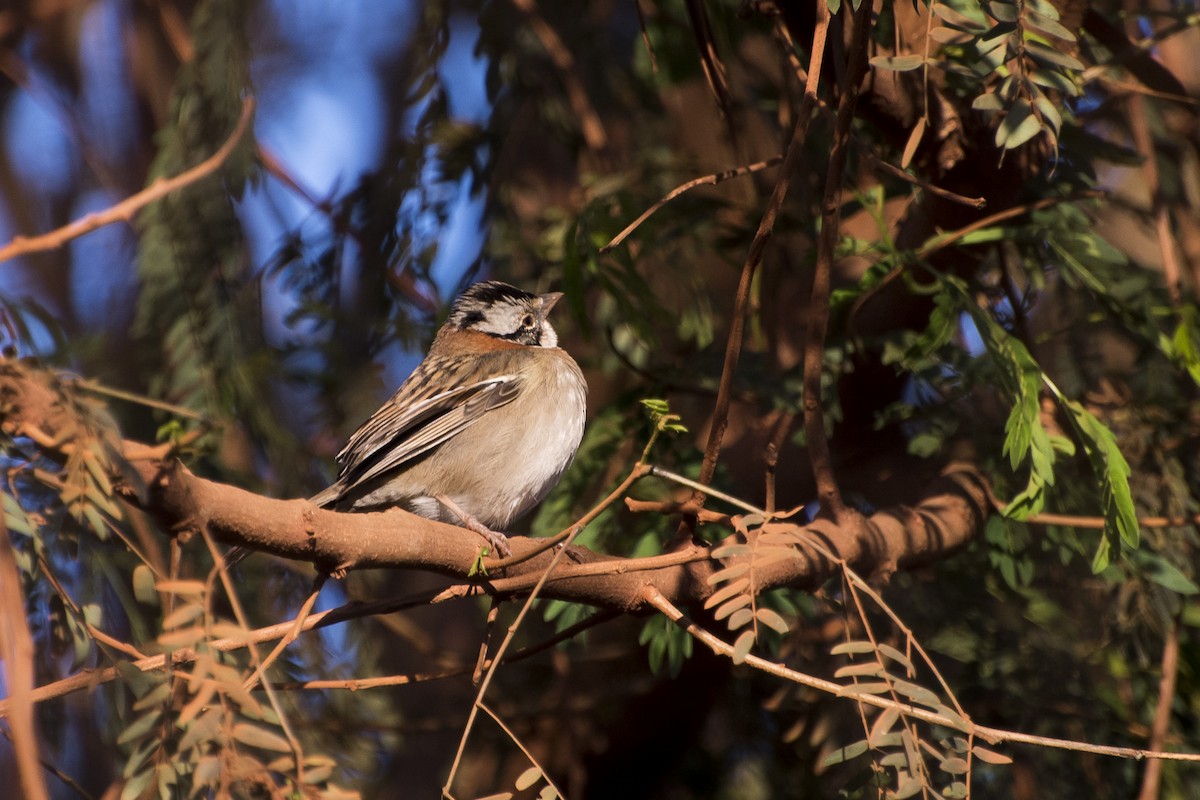 Rufous-collared Sparrow - ML65479511