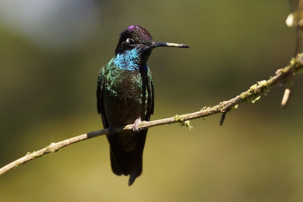 Talamanca Hummingbird - Réal Boulet 🦆
