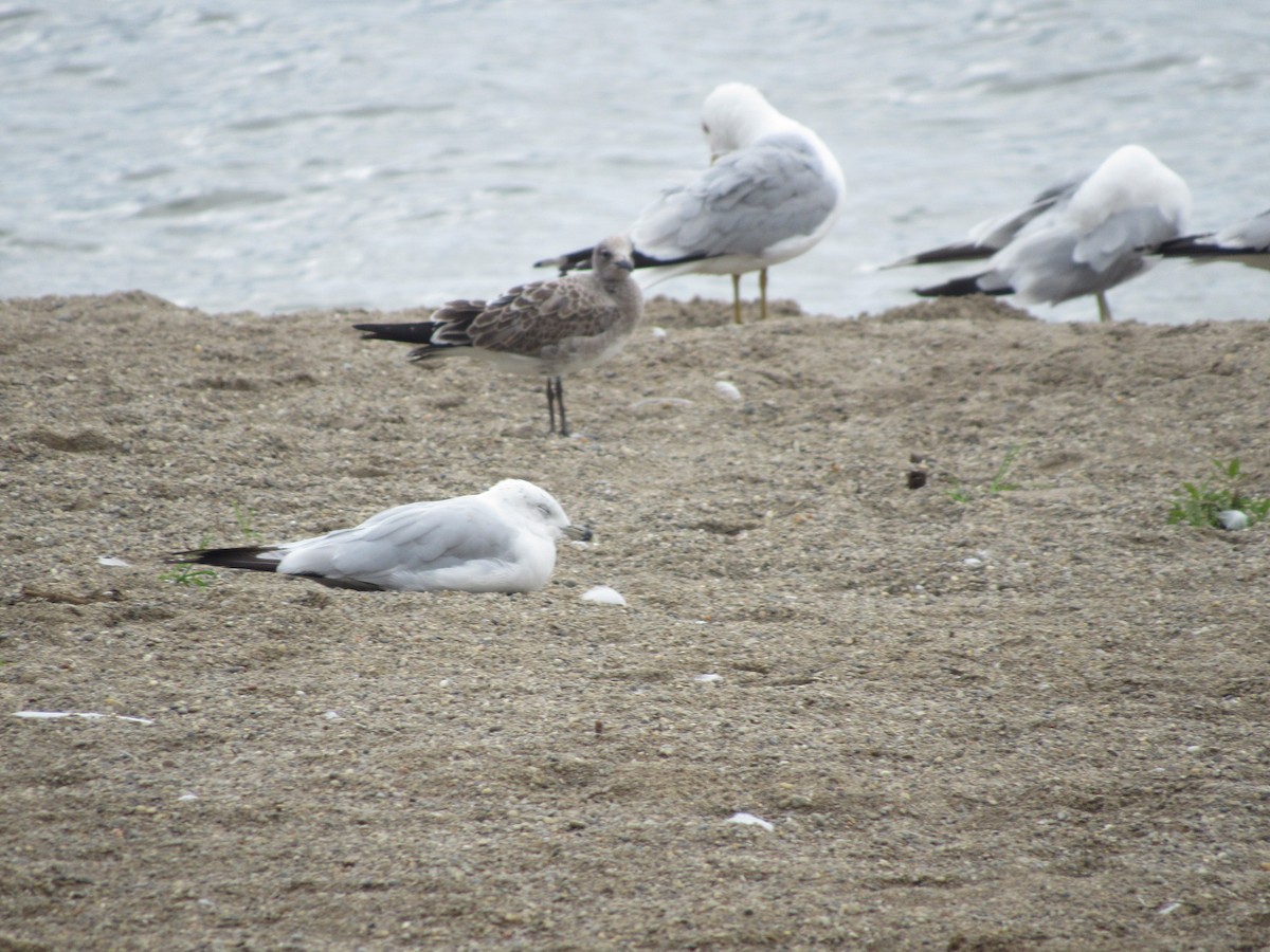 Laughing Gull - Rene',Andy and Bill McGill