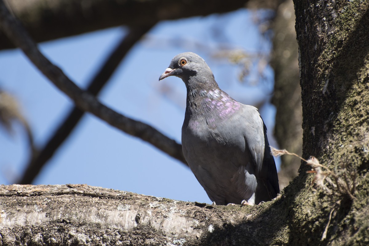 Rock Pigeon (Feral Pigeon) - ML65480981