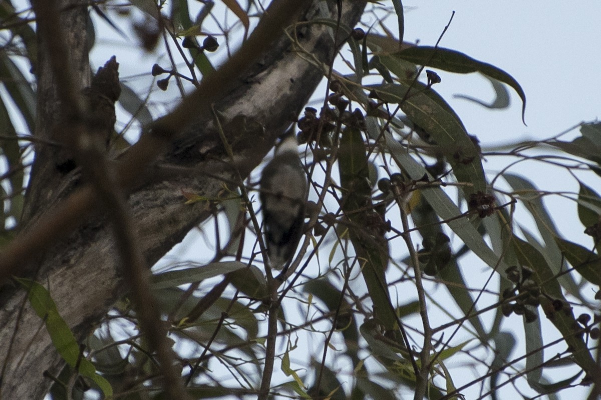 White-throated Hummingbird - ML65482591