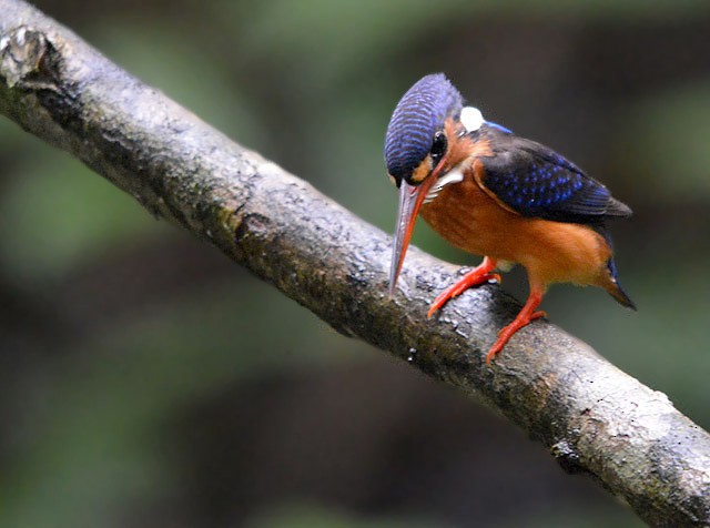 Blue-eared Kingfisher - Choy Wai Mun