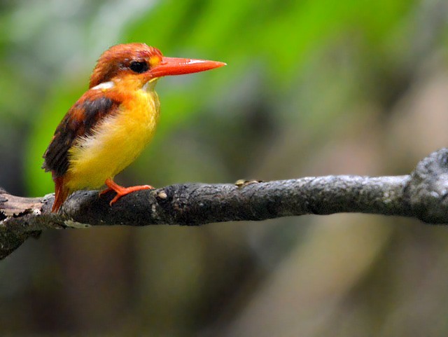 Rufous-backed Dwarf-Kingfisher - Choy Wai Mun