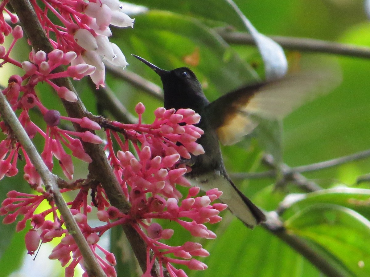 Black-bellied Hummingbird - ML65485481