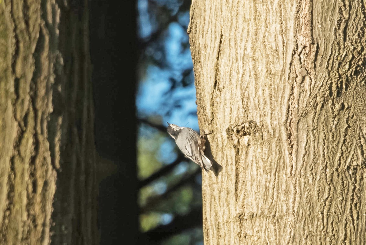 White-breasted Nuthatch - ML65487051