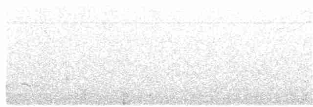 White-shouldered Fire-eye - ML65487151