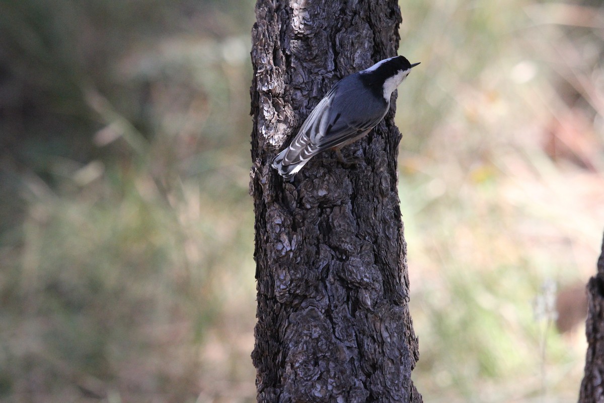 White-breasted Nuthatch - ML65489961