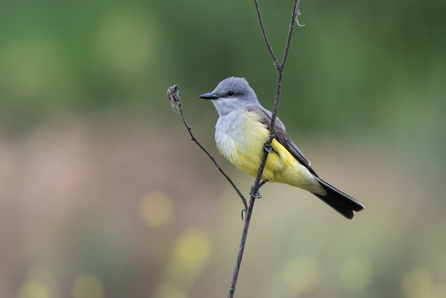 Western Kingbird