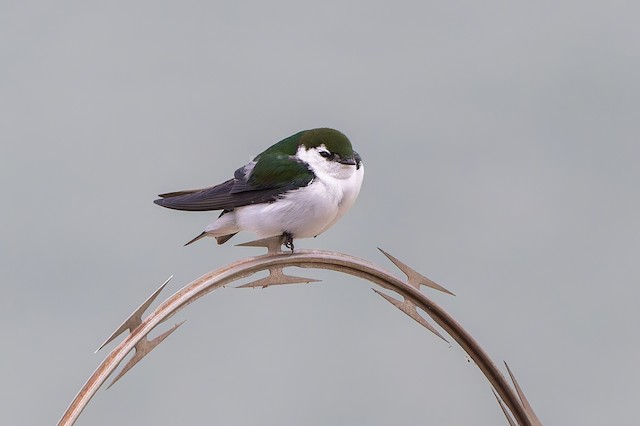 Violet-green Swallow