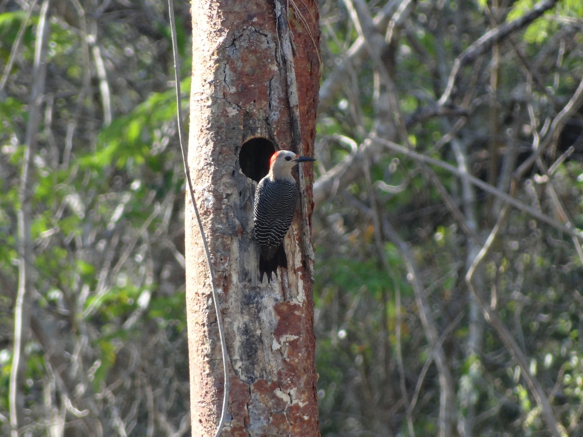 Golden-fronted Woodpecker - Ichi Wildlife Tours