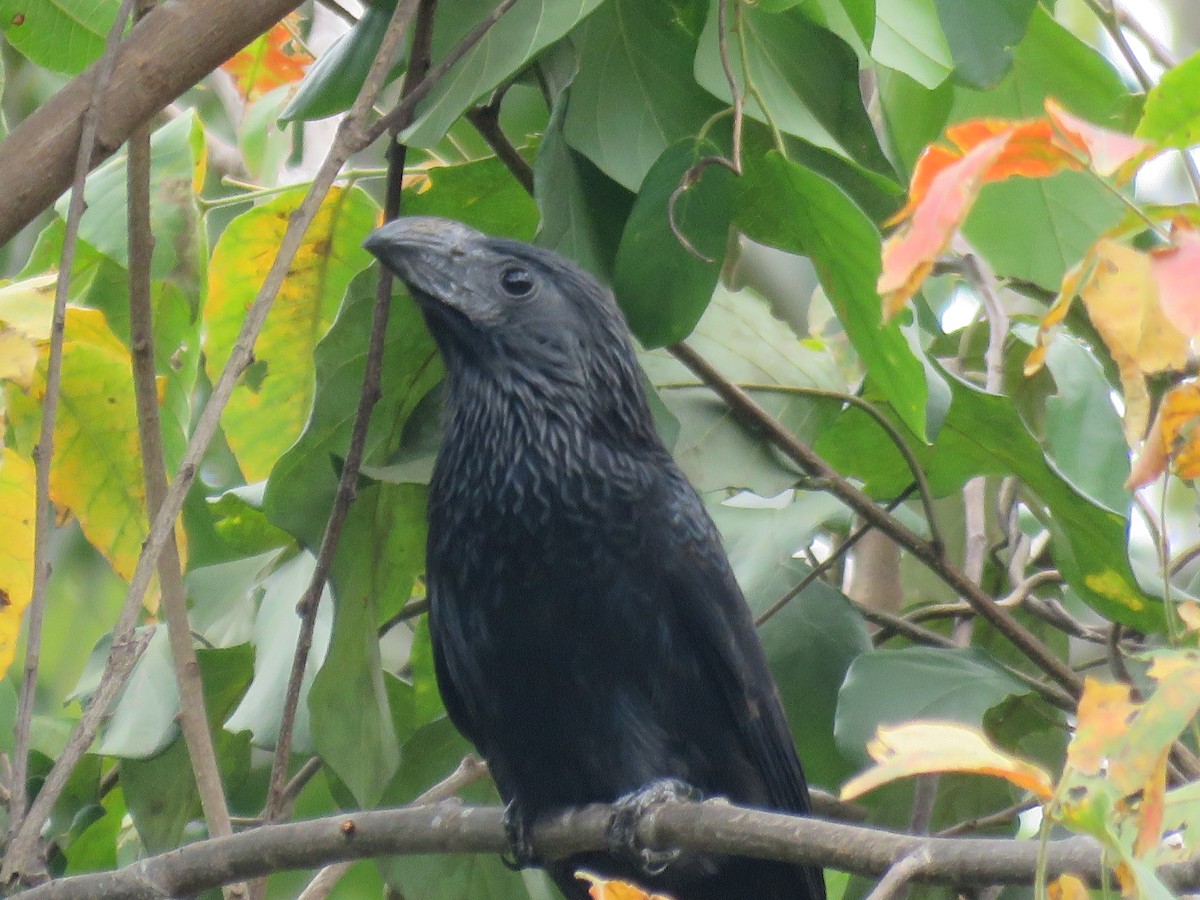 Groove-billed Ani - Yeison Tolosa