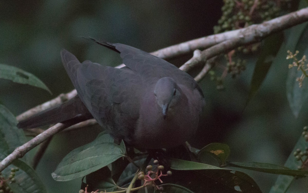 Plumbeous Pigeon - ML65494741