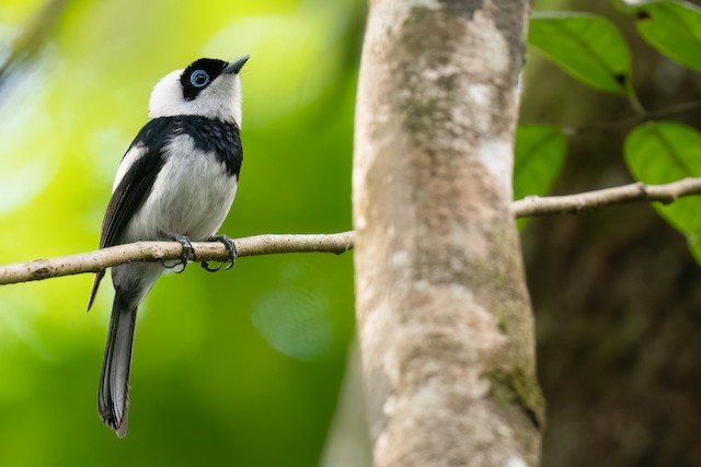Pied Monarch (Arses kaupi) - Wet Tropics endemic bird, Queensland Australia