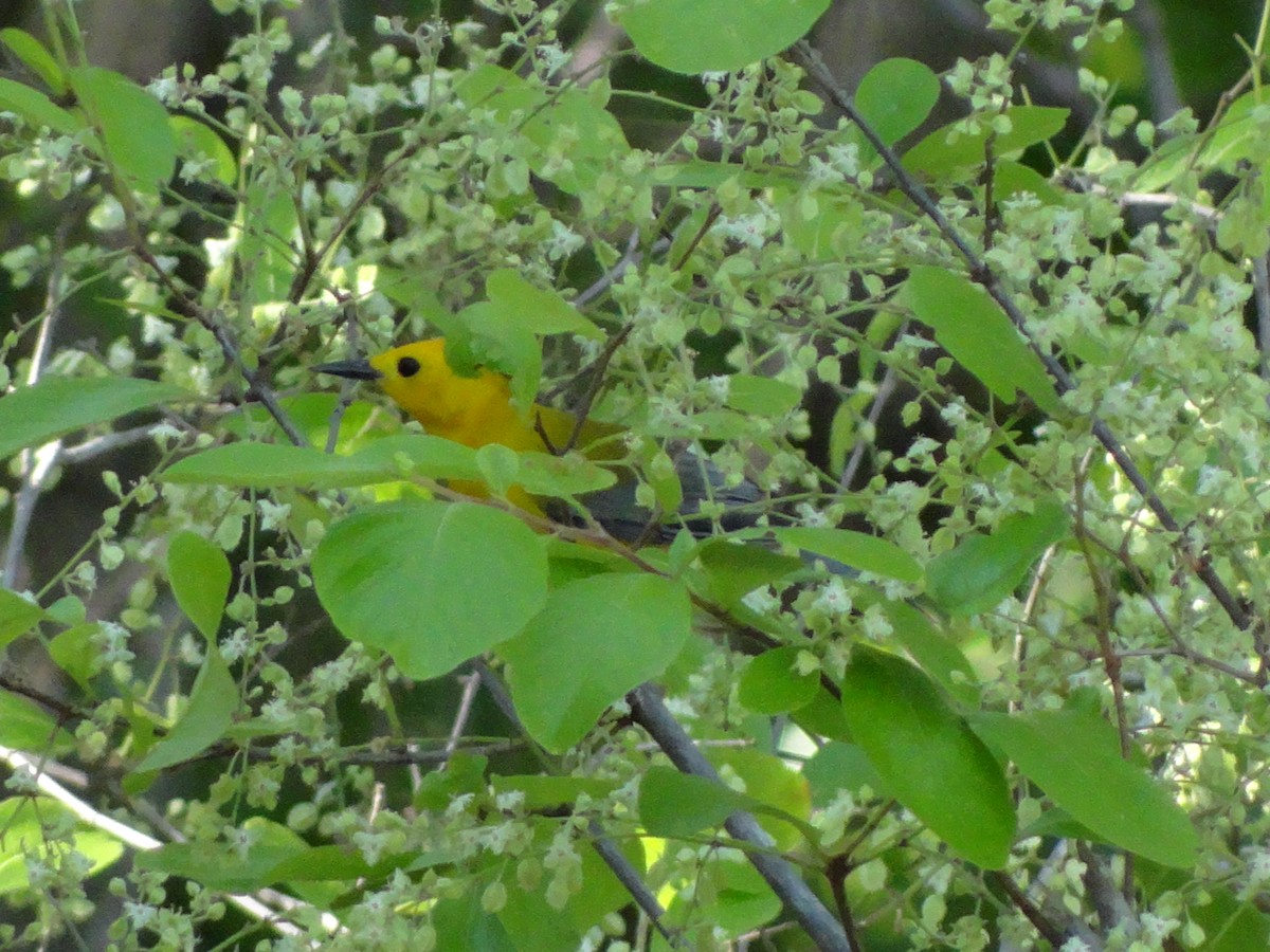 Prothonotary Warbler - Ichi Wildlife Tours