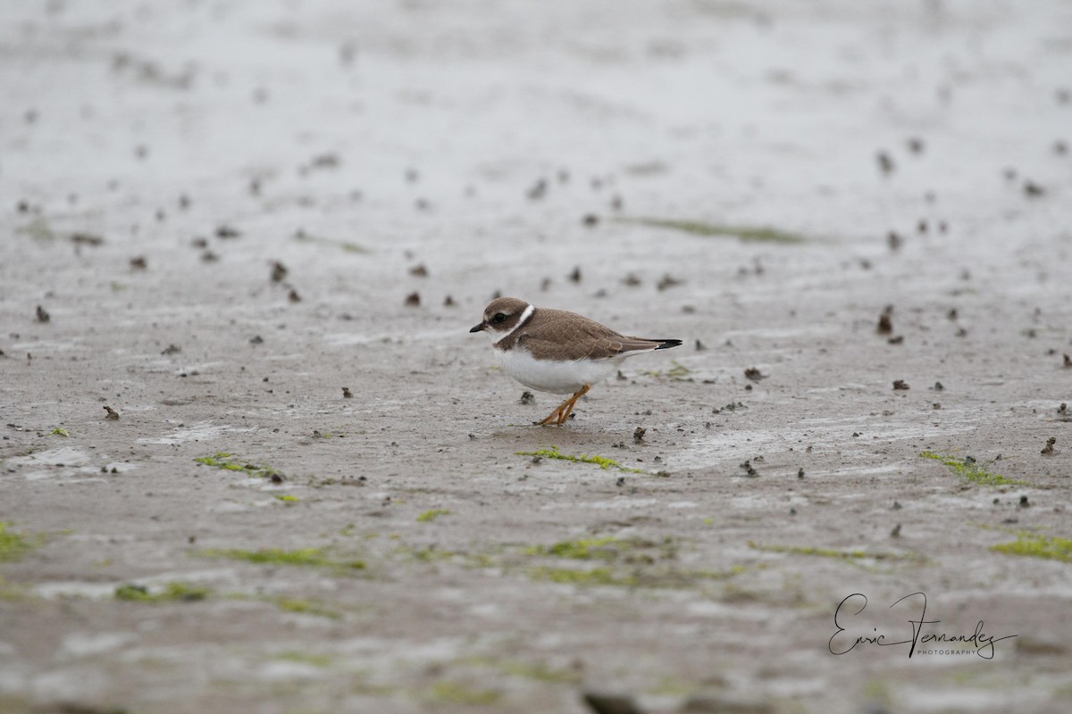 Semipalmated Plover - ML65498791