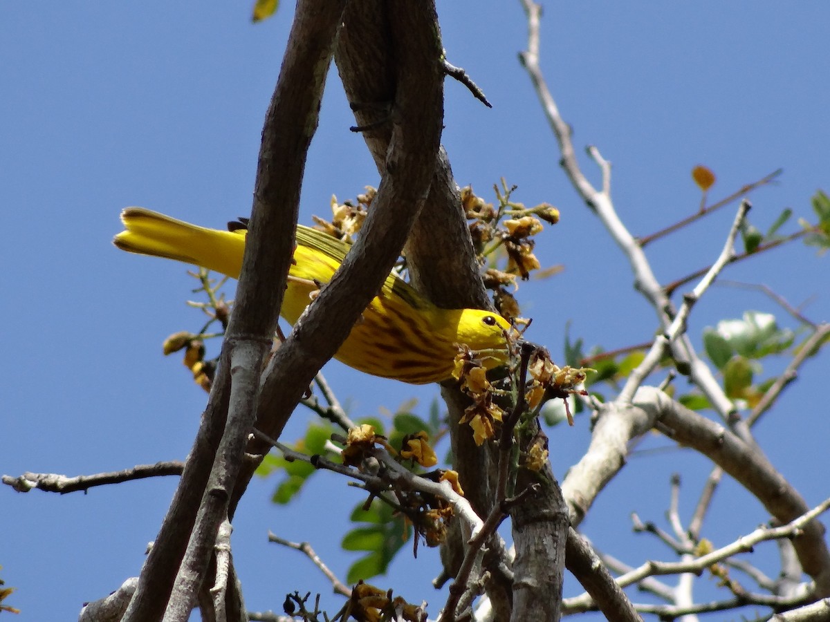 Yellow Warbler - Ichi Wildlife Tours