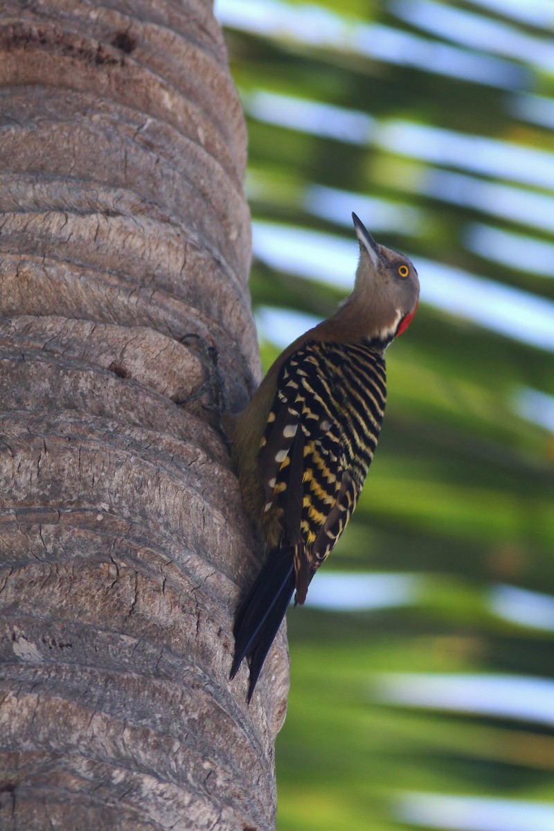 Hispaniolan Woodpecker - ML65500051