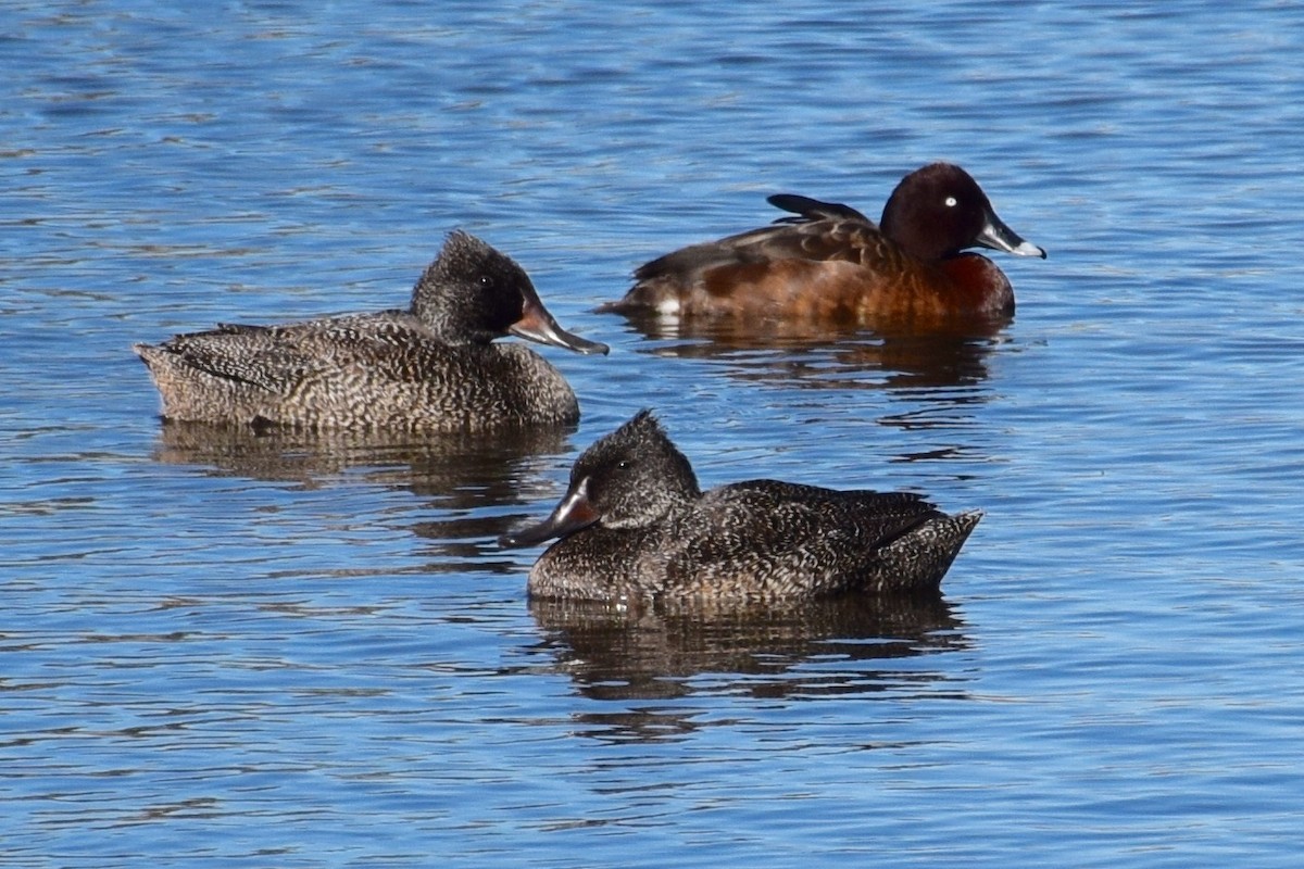 Freckled Duck - Brian Deans