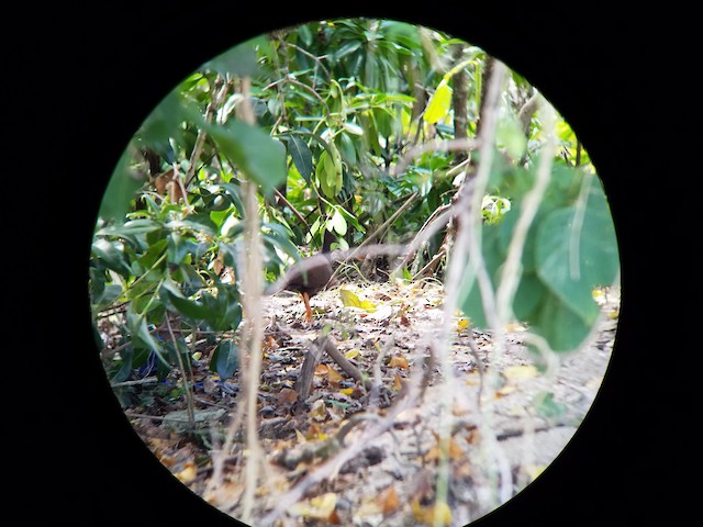Orange-footed Scrubfowl