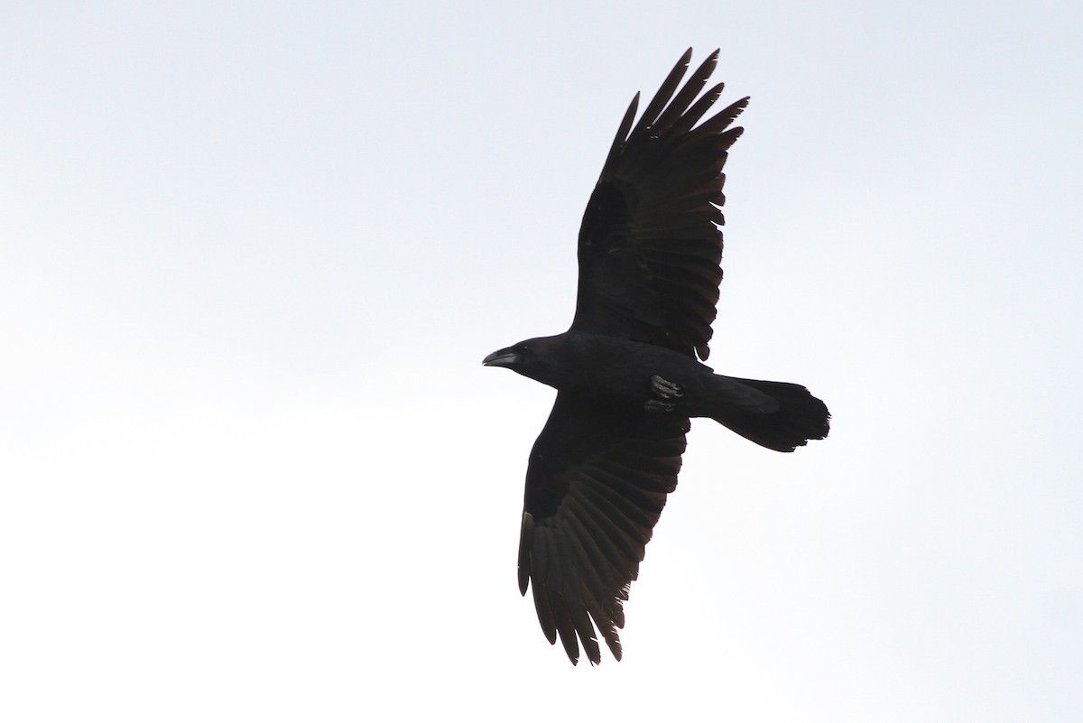 Chihuahuan Raven - ML65501531