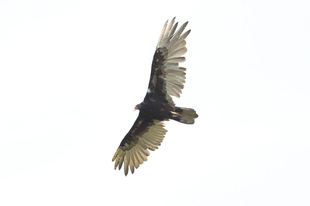 Turkey Vulture - August Davidson-Onsgard