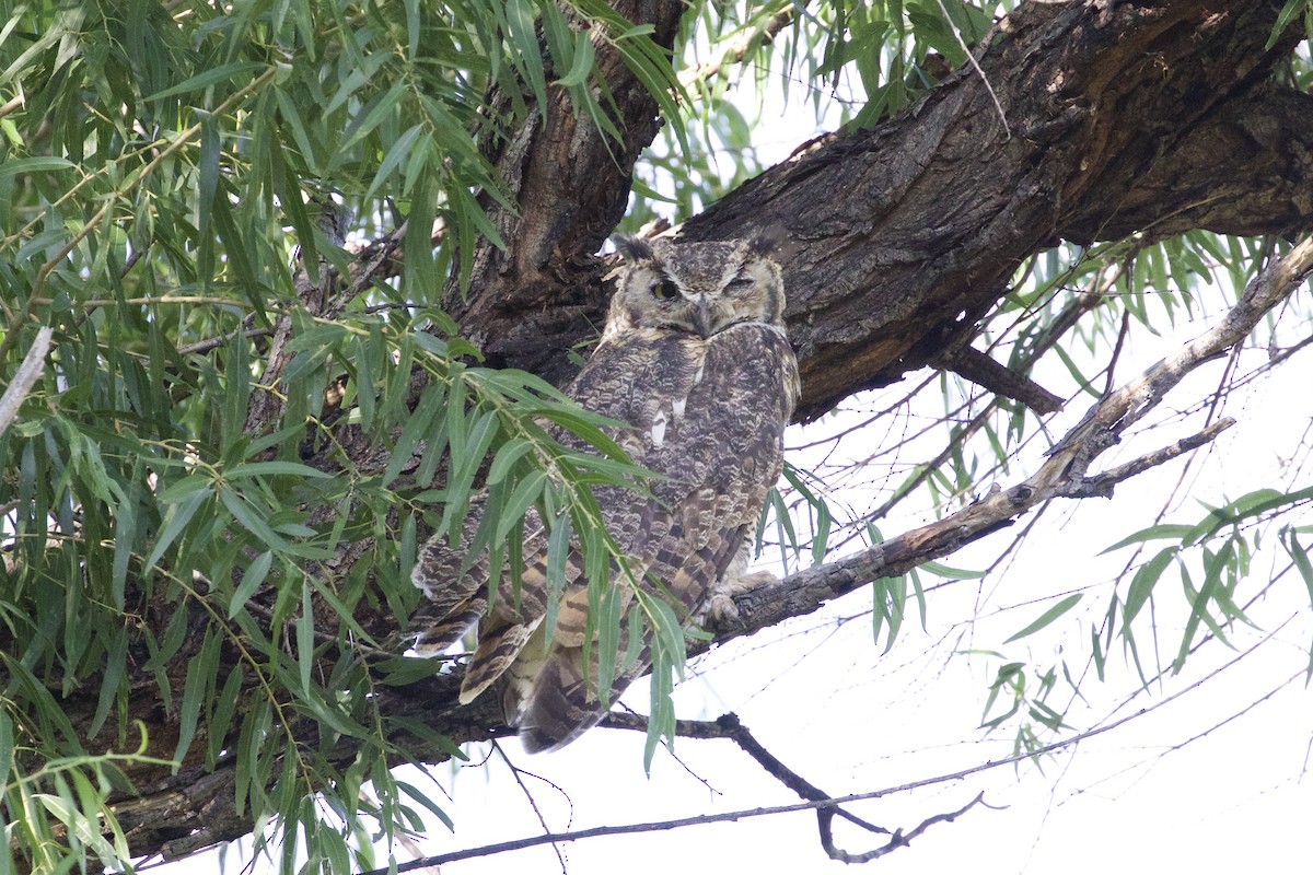 Great Horned Owl - ML65502071