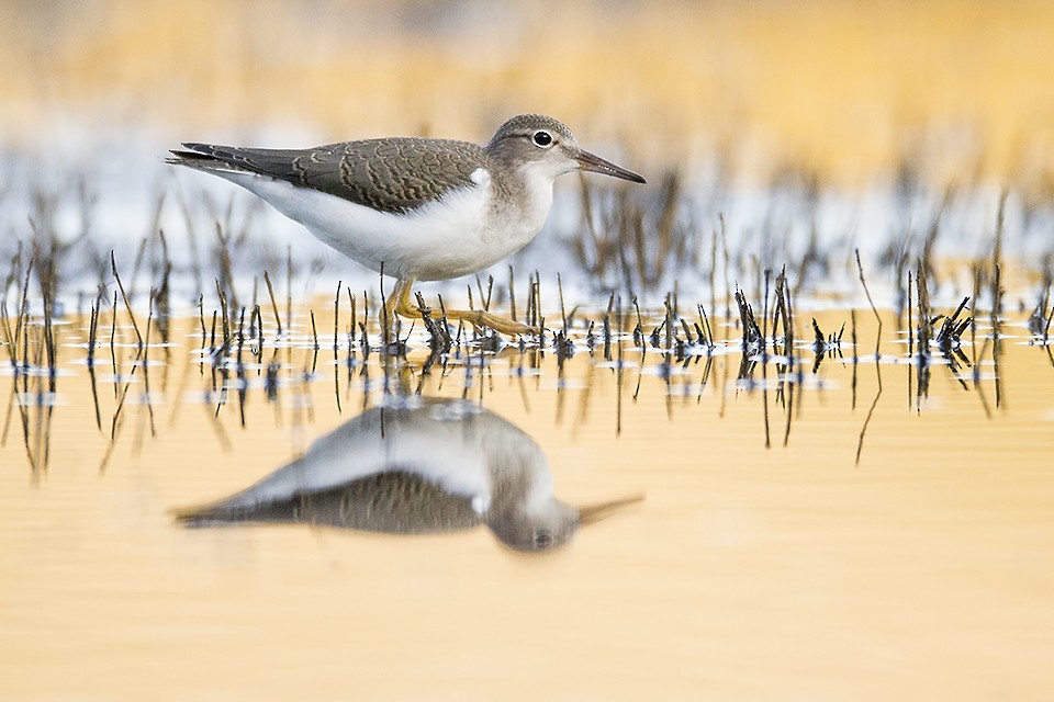 Spotted Sandpiper - Jeff Dyck