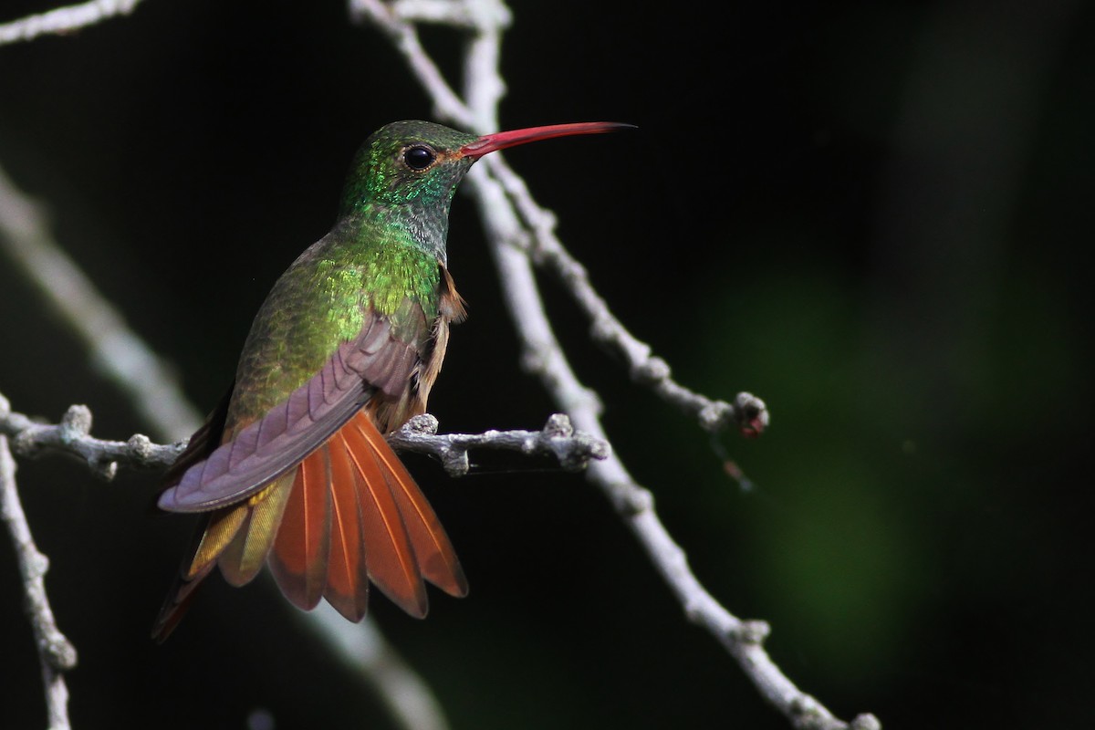 kolibřík yukatanský - ML65502361