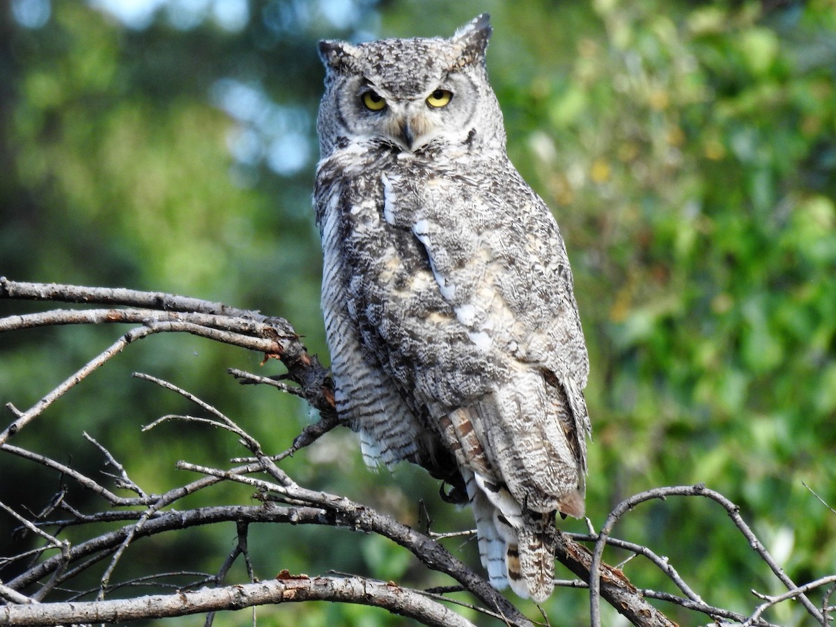Great Horned Owl - Roy Lambert
