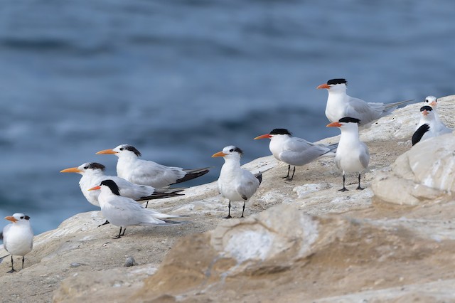 Elegant Tern