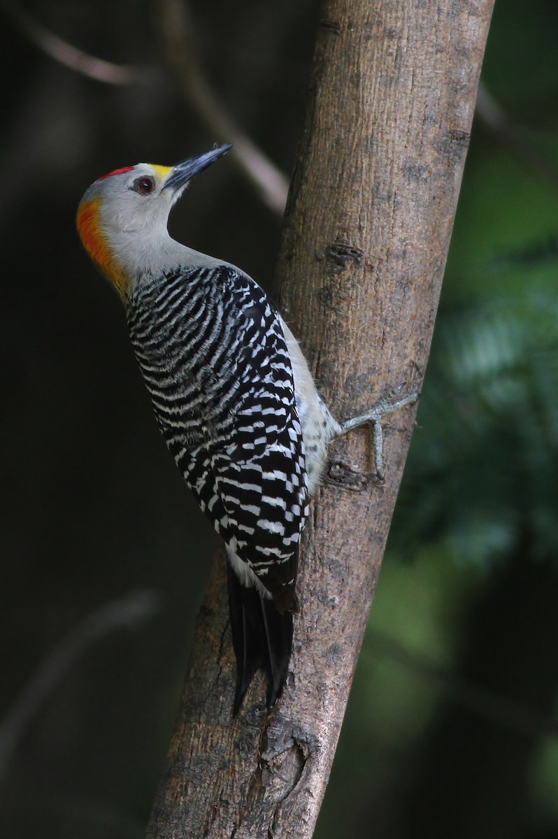 Golden-fronted Woodpecker - ML65503741