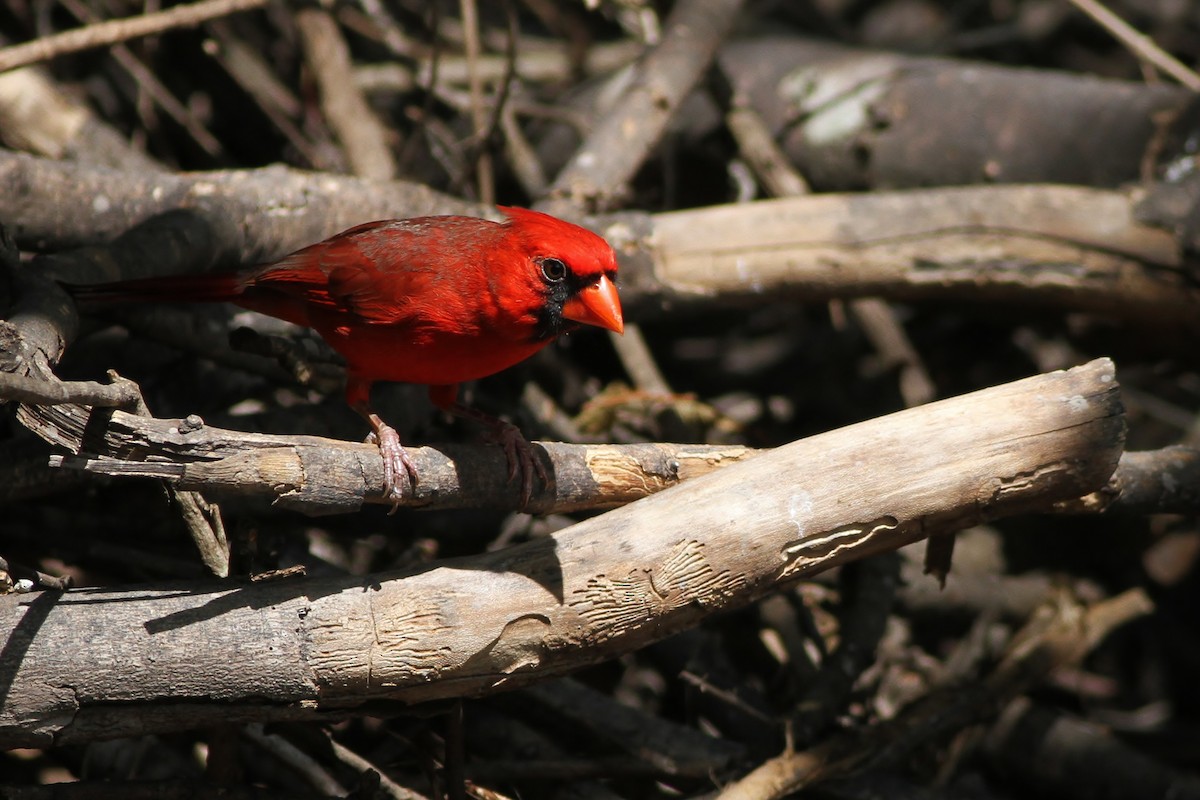 Cardinal rouge - ML65503791