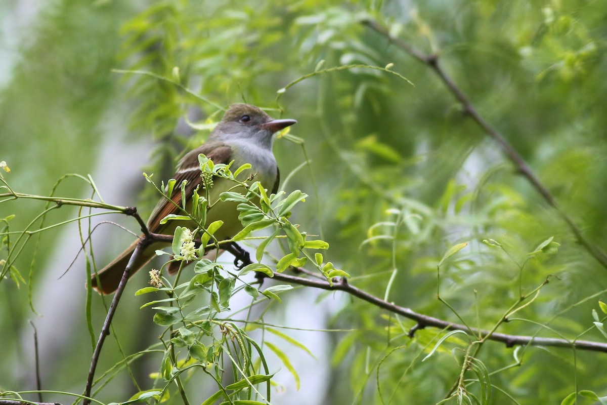 Great Crested Flycatcher - ML65504781
