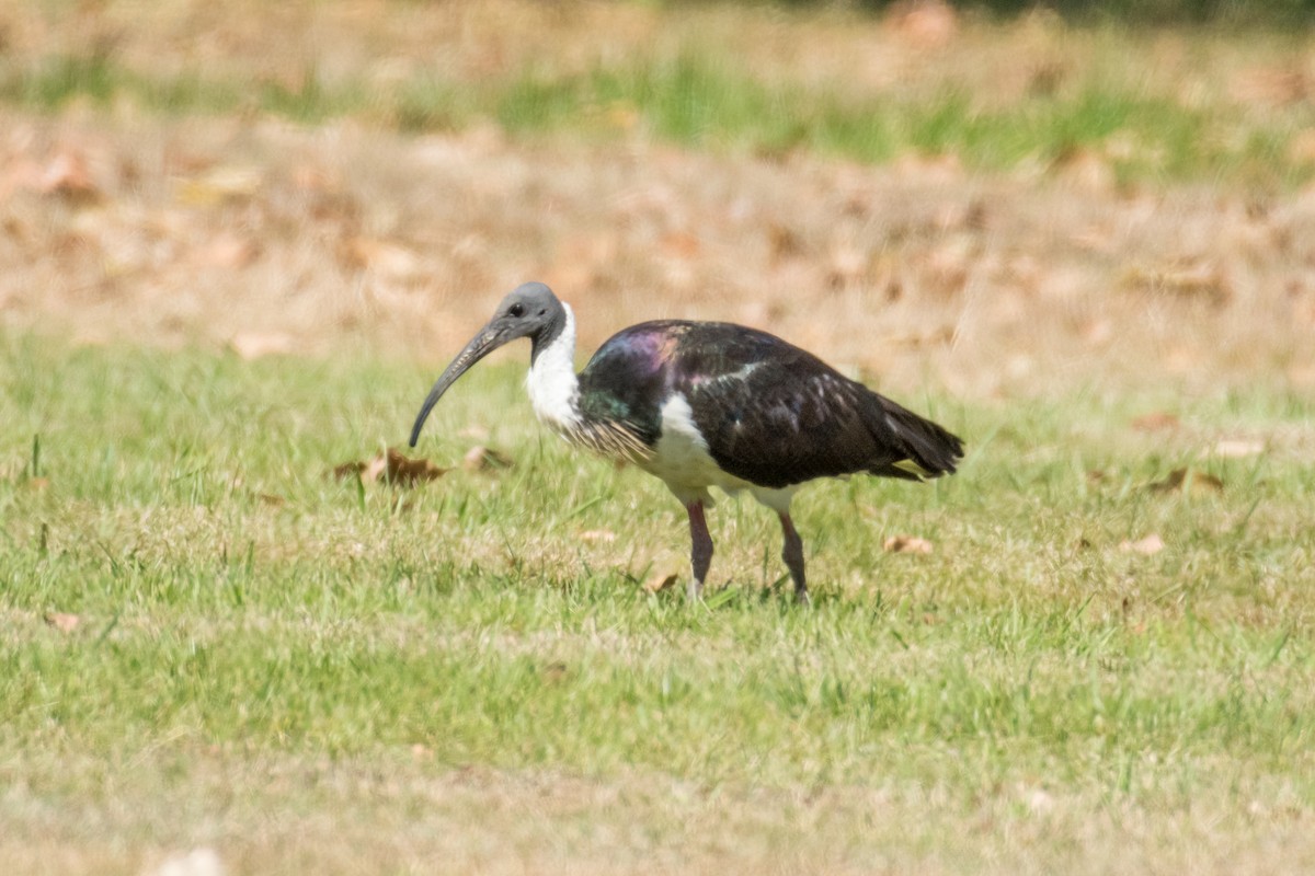 Straw-necked Ibis - Raphaël Nussbaumer