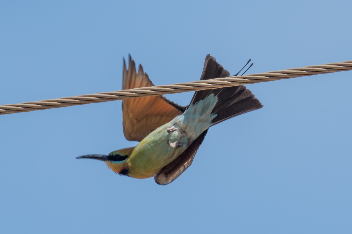 Rainbow Bee-eater - ML65504811