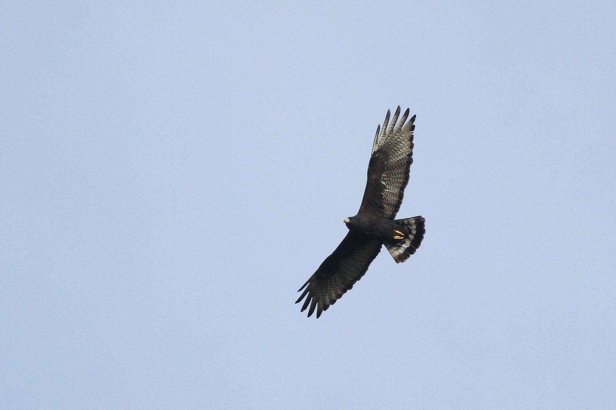 Zone-tailed Hawk - Alex Lamoreaux